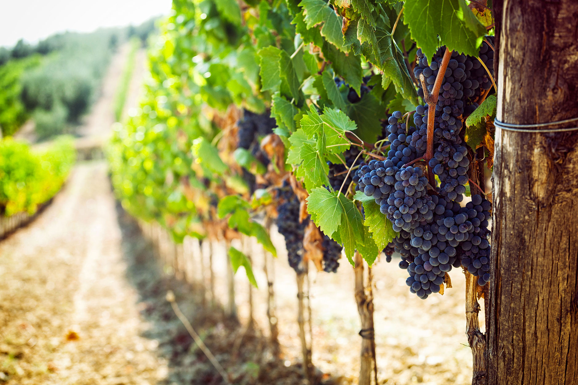 What are the most popular grape varieties in the world?