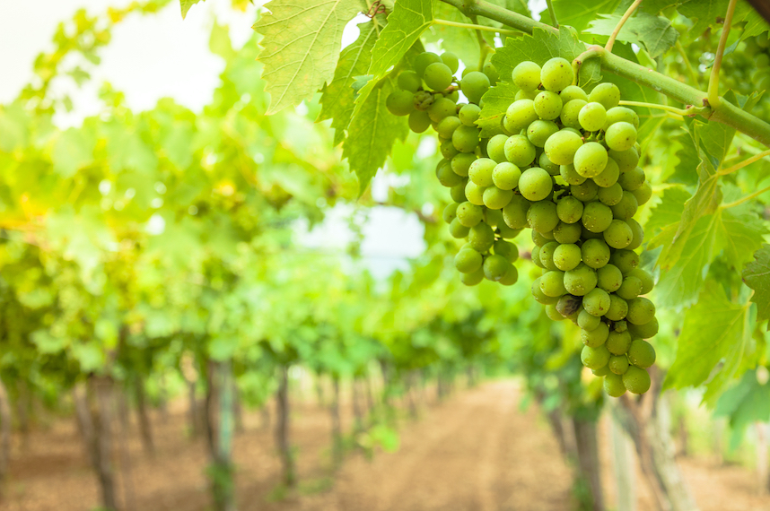 Falanghina, the iconic wine of Campania Falanghina, the iconic wine of Campania
