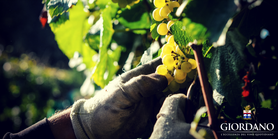 The craft of wine production, a passion that starts with the earth