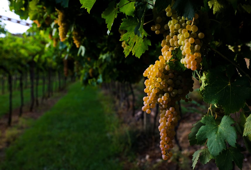 Lugana wine: grape variety, characteristics and pairings