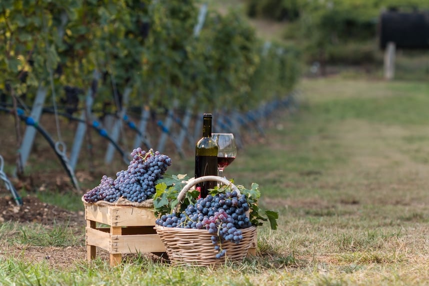 Amarone della Valpolicella: history and characteristics of the beloved Venetian wine Amarone della Valpolicella: history and characteristics of the beloved Venetian wine