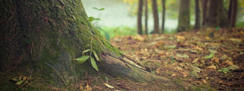 Le radici degli alberi sono il perfetto habitat per il tartufo