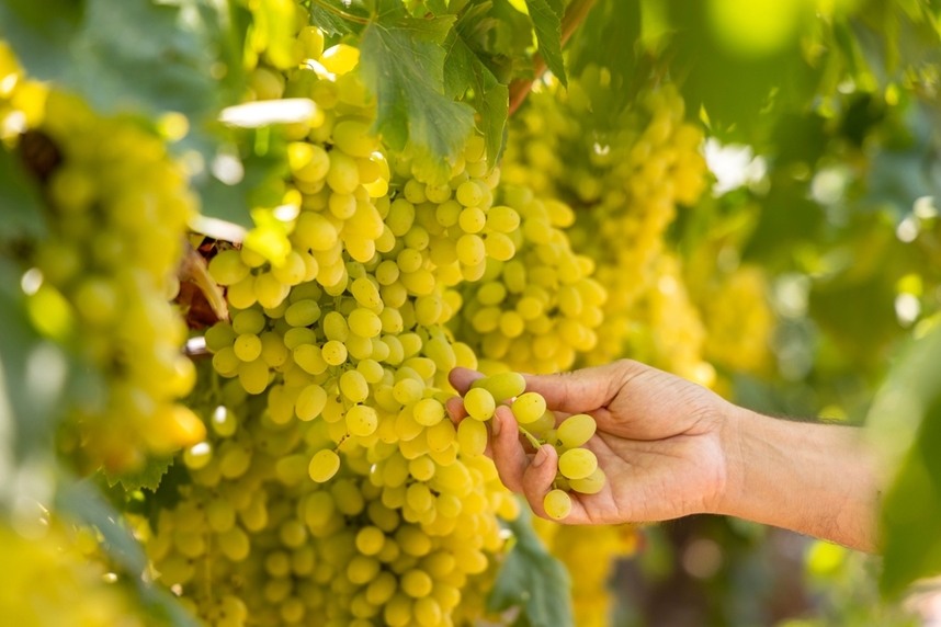 Best Chardonnays and food pairings